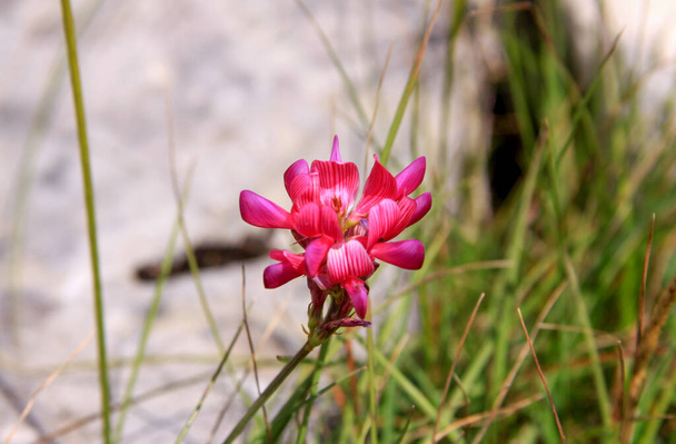 Pink flower summer blooming and grass in Durmitor National Park, Montenegro - Photo, Image