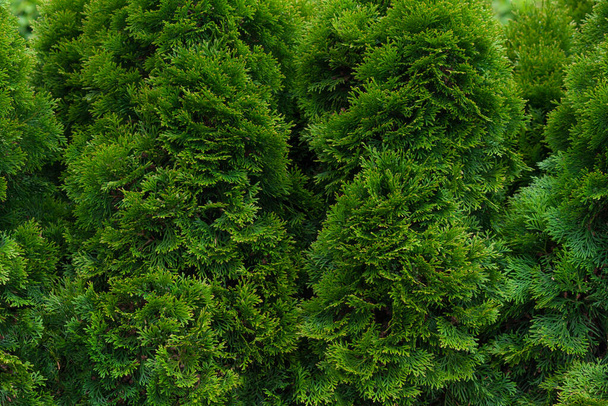 Green thuja hedgerow fermer. Fond de motif naturel, texture pour le design. - Photo, image
