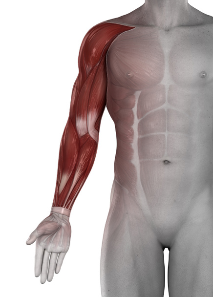 männliche Armmuskeln Antomie isoliert - Foto, Bild