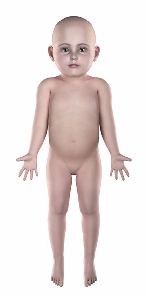 Toddler anatomik pozisyon anterior izole - Fotoğraf, Görsel