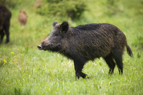 Female wild boar walking on green meadow with rest of herd behind - Foto, imagen