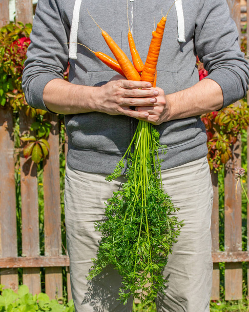 Récoltez les carottes entre les mains d'un agriculteur. Quelques tubercules de carottes orange vif mûres avec dessus. Récolte de légumes biologiques agricoles
 - Photo, image