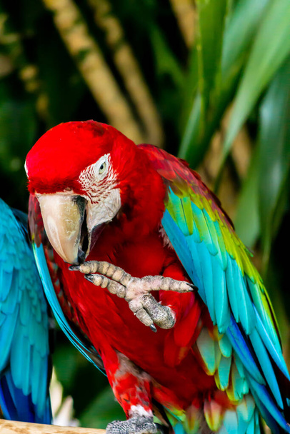 Zamknięte piękno Scarlet macaw na kończynie w ogrodzie. - Zdjęcie, obraz