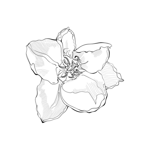 Blühende Tulpe - handgezeichnete S & W-Vektorillustration isoliert auf Weiß - Vektor, Bild