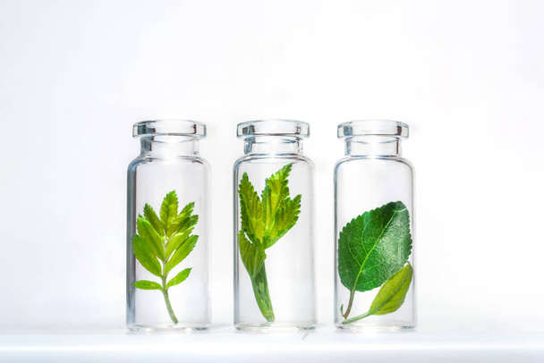 Botellas con hierbas, aceite esencial natural, cosméticos orgánicos sobre fondo blanco
 - Foto, Imagen