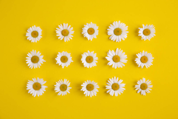 Many chamomile flowers arranged into geometrical composition on bright yellow background. Creative flat lay concept - Photo, Image