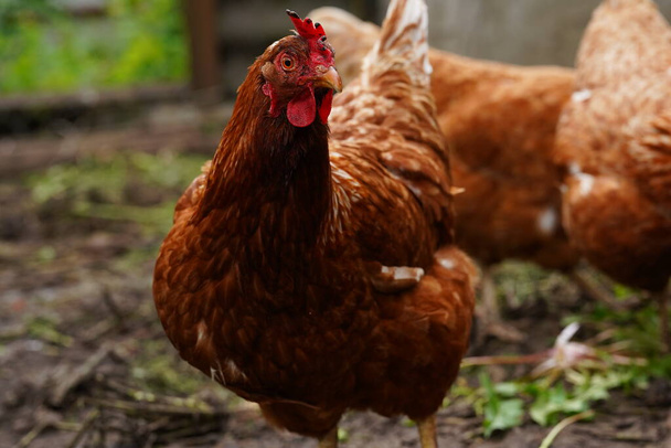 Κοτόπουλο στέκεται σε ένα αγροτικό κήπο στην ύπαιθρο. Κοντινό πλάνο ενός κοτόπουλου που στέκεται σε ένα υπόστεγο πίσω αυλή με κοτέτσι. Πτηνά ελεύθερης βοσκής - Φωτογραφία, εικόνα
