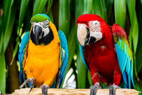 Zamknięte piękno żółty i niebieski Macaw i Scarlet macaw na kończynie w ogrodzie. - Zdjęcie, obraz