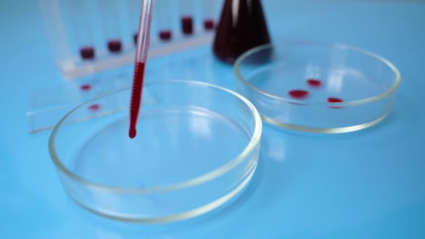 Vért csöpögtetnek a Petri-csészékbe. Vér a mikrobiológiai vizsgálólaboratóriumban. - Felvétel, videó