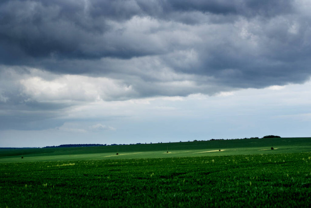 Tempo ventoso e tempo prima della pioggia in campagna tra il campo di grano verde
 - Foto, immagini