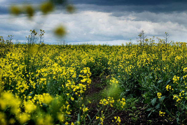 Весна время зеленые и желтые цветы поле
 - Фото, изображение