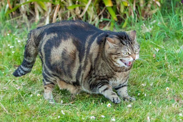 庭で猫が口笛を吹いて面白い動物 - 写真・画像