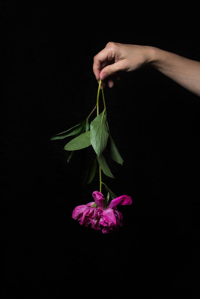 Η έννοια του μαρασμού της φύσης. Το χέρι κρατάει μαραμένο λουλούδι. Ένα λουλούδι κρέμεται μπουμπούκι. Φωτογραφία σε μαύρο φόντο - Φωτογραφία, εικόνα