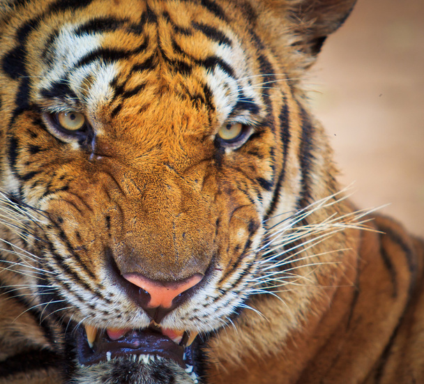 tygrys - Zdjęcie, obraz
