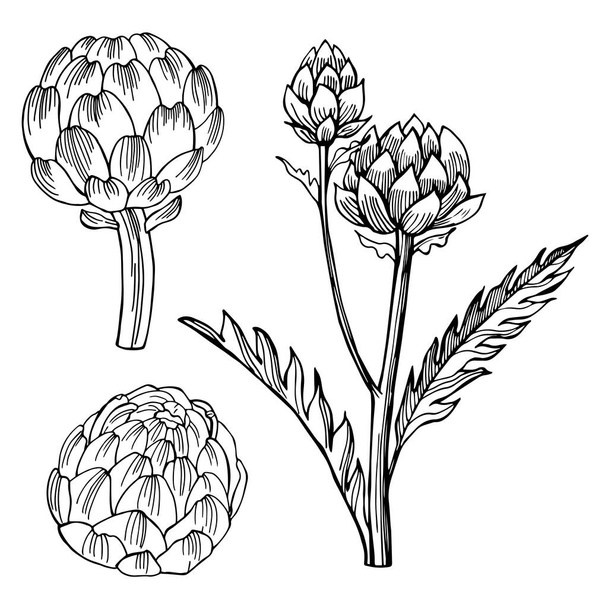 Artichoke. Hand drawn vegetables on white background.  Vector sketch  illustration. - Vektor, kép