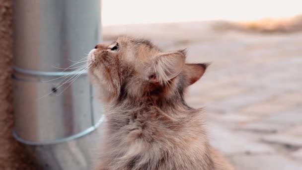 Een volwassen pluizige kat met groene ogen kijkt rond en miauwt terwijl hij op straat zit - Video