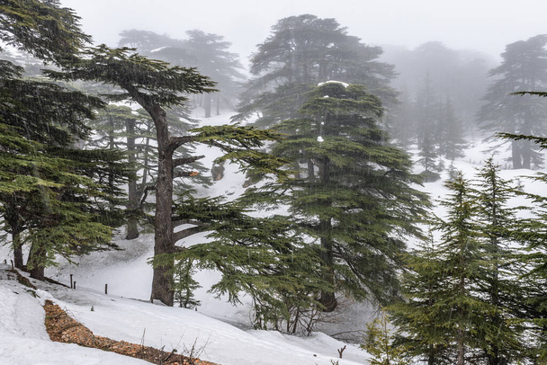 Αεροφωτογραφία της λεγόμενης προστατευόμενης περιοχής Cedars of God στο Bsharri του Λιβάνου - Φωτογραφία, εικόνα