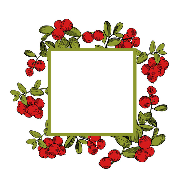 Baya del bosque dibujada a mano. Lingonberry. Cowberry.Vector marco
 - Vector, Imagen