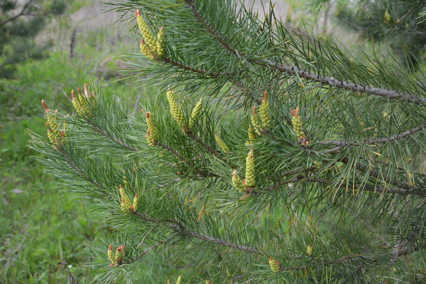 Botões floridos de cones de pinheiro e agulhas verdes nos ramos de um pinheiro à luz do sol. Conceito de fundo da natureza
. - Foto, Imagem