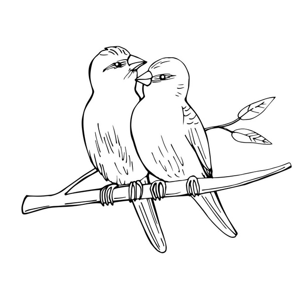 Zwei Vögel sitzen auf einem Ast. Vektorskizze als Illustration. - Vektor, Bild