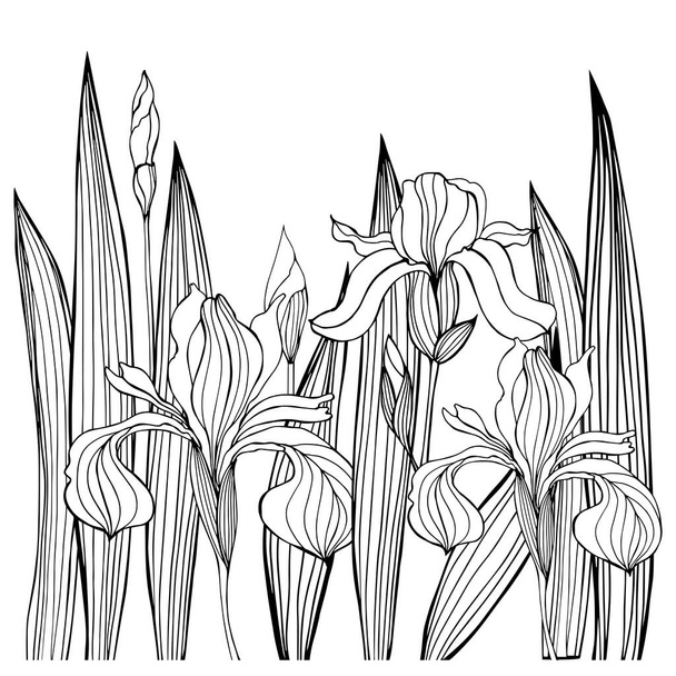 Hand-drawn iris flowers.Vector sketch illustration - Vektör, Görsel