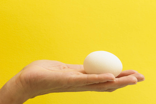 Valkoinen muna naisen kämmenessä keltaisella pohjalla
 - Valokuva, kuva