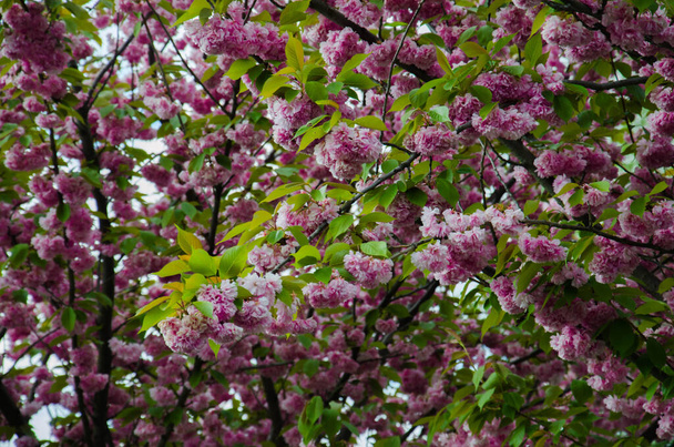 Çiçek açan kiraz ağacı, pembe çiçekli fotoğraf. - Fotoğraf, Görsel