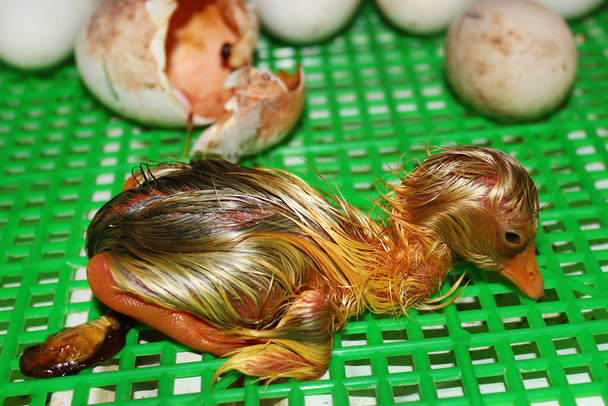 Novorozená husa se právě vylíhla z vajíčka - Fotografie, Obrázek