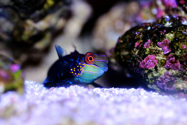 Synchiropus splendidus - El pez mandarín, uno de los peces de agua salada más coloridos - Foto, Imagen