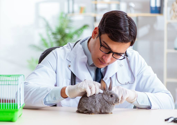 Médecin vétérinaire vérifiant lapin dans sa clinique - Photo, image
