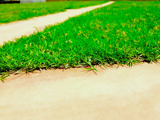 selective focus on grass above the ground surface - Photo, Image