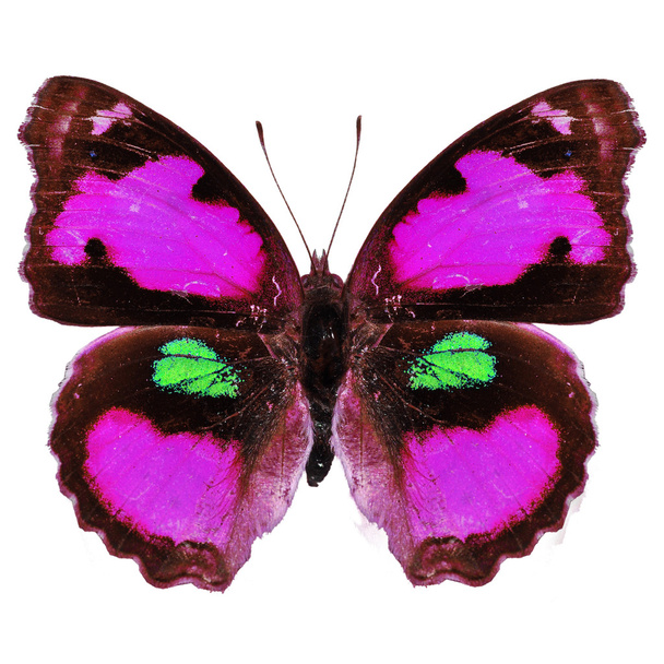 różowy motyl - Zdjęcie, obraz