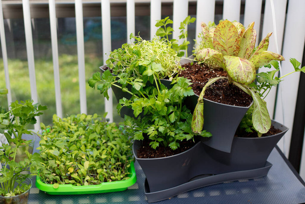 Frühjahrssaison Anfänger Gärtner beginnt Nahrungsmittelanbau mit Salatsorte Sämlinge Gemüse unter wachsen Lichter. Lebensmittel in verschiedenen Pflanztöpfen unter Lichtern in einem Südfenster gepflanzt. - Foto, Bild