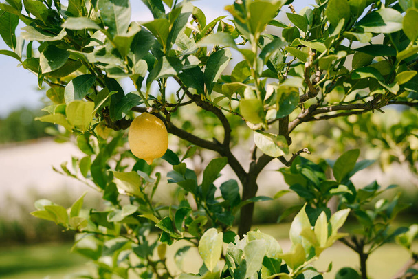 Sárga citrom egy fán, citromfák fazékban, közelkép.. - Fotó, kép