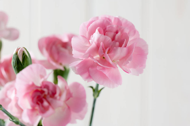 closeup pink carnation flowers blossom, shallow depth of field - Photo, Image