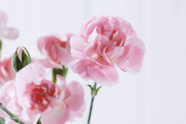 közelkép rózsaszín szegfű virágok virágzik, sekély mélysége mező - Fotó, kép