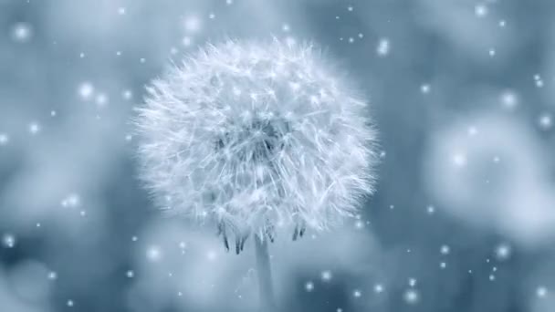 White dandelion reeling from the wind close-up with many soft flying - Footage, Video