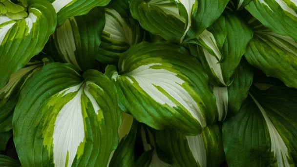 Hosta plantaginea plant. Green and white leaves. Background. Macro shooting, closeup - Photo, Image