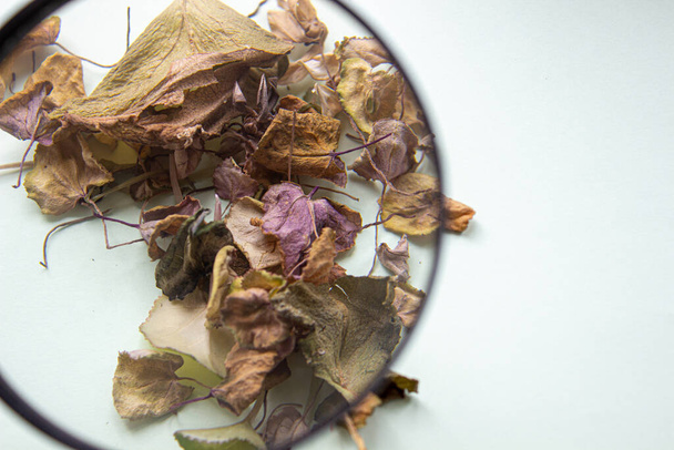 Droge bladeren van een bloem op een lichte achtergrond door een vergrootglas. Herbarium. - Foto, afbeelding