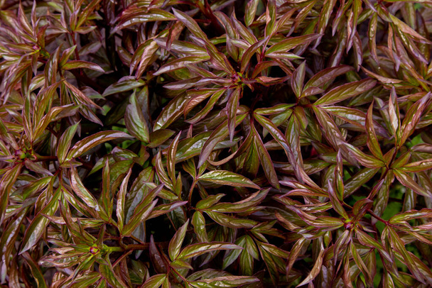 Красные листья молодых пионов в саду. Текстура растений
. - Фото, изображение
