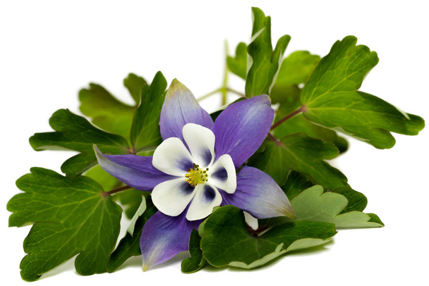 Purple Columbine (Aquilegia) bloem en groen gebladerte geïsoleerd op een witte achtergrond. - Foto, afbeelding
