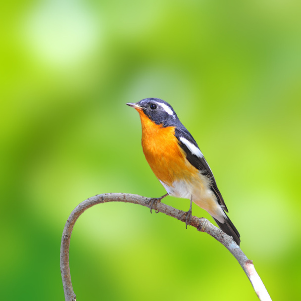mugimaki flycatcher aves - Foto, Imagen