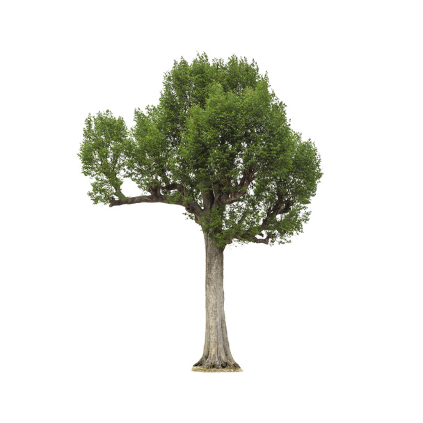 Isoliert von großen Mandelbäumen oder thailändischen Namen ist grabok auf weißem Hintergrund mit Clipping-Pfad. Schnittbaum für den Einsatz als Rohmaterial für Bearbeitungsarbeiten. - Foto, Bild
