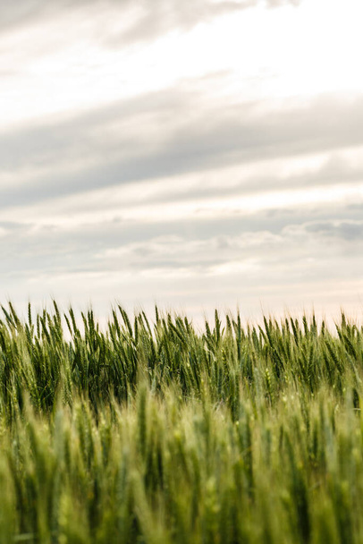 A large field of green wheat in spring - Фото, зображення