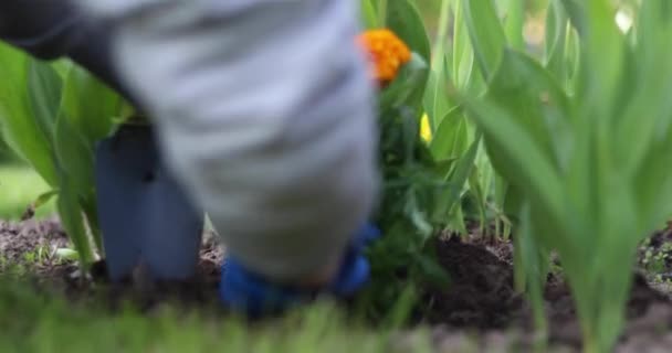 A girl is planting flowers on a personal plot. Flowerbed with red and yellow flowers - Materiał filmowy, wideo