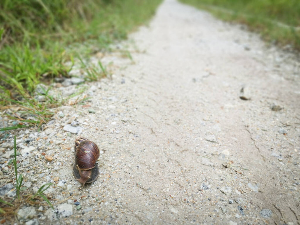 Achatina fulica slak kruipend op de landelijke weg - Foto, afbeelding