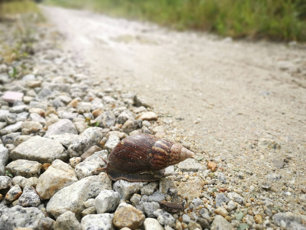 Achatina fulica caracol rastejando na estrada rural
 - Foto, Imagem