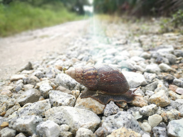 Achatina fulica caracol rastejando na estrada rural
 - Foto, Imagem