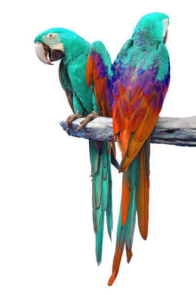 Papoušek izolátu - Fotografie, Obrázek