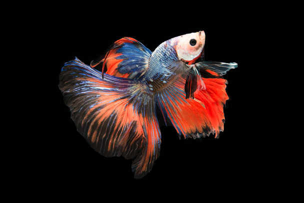 Hermosos colores "Halfmoon Betta" capturar el momento en movimiento hermosa de peces siam betta en Tailandia sobre fondo negro
 - Foto, imagen